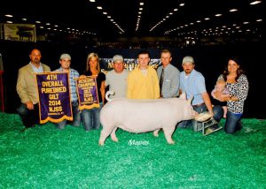 4th Overall Gilt & Reserve Champion Yorkshire, 2014 NJSA Summer Show - Cole Wilcox_2